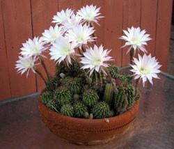 Echinopsis cena