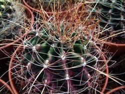 Hamatocactuss