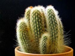 Kaktus pilocereus