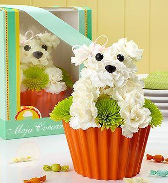Pup cake in Bloom 1