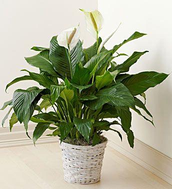 Spathiphyllum 1