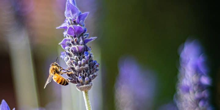 Bašte prilagođene pčelama: cveće koje privlači pčele u vašu baštu