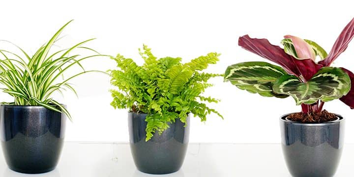 Prednosti biljaka za zdravlje i način života
