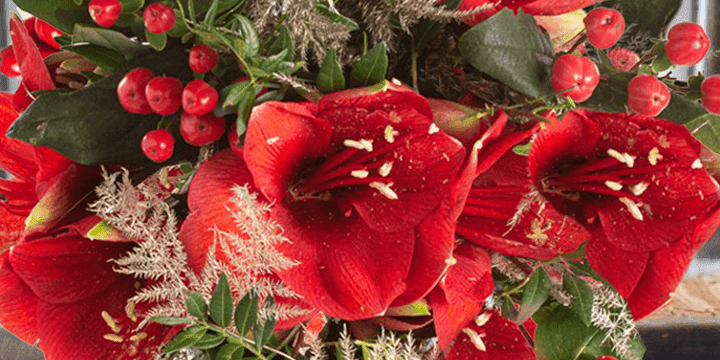 Top 6 tradicionalnih božićnih cveća i biljaka