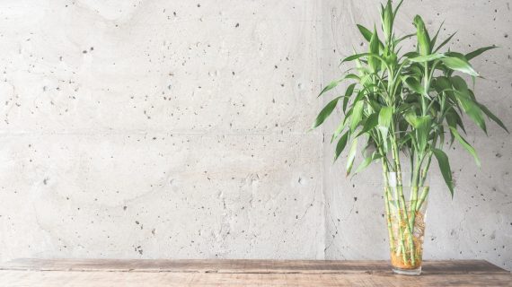10 biljaka koje se lako održavaju u kućnoj kancelariji