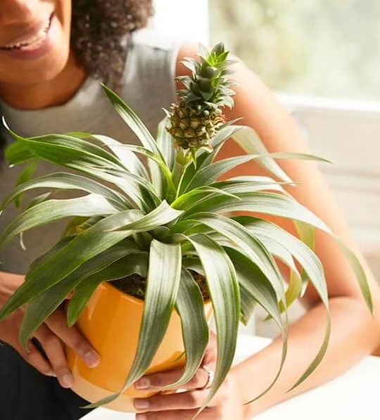Vodič za negu biljaka ananasa