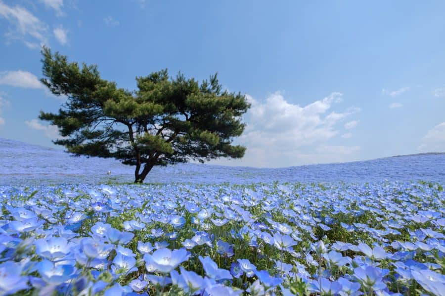 najlepših plavih cvetova za leto