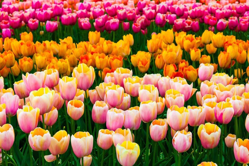 Kako složiti bukete tulipana