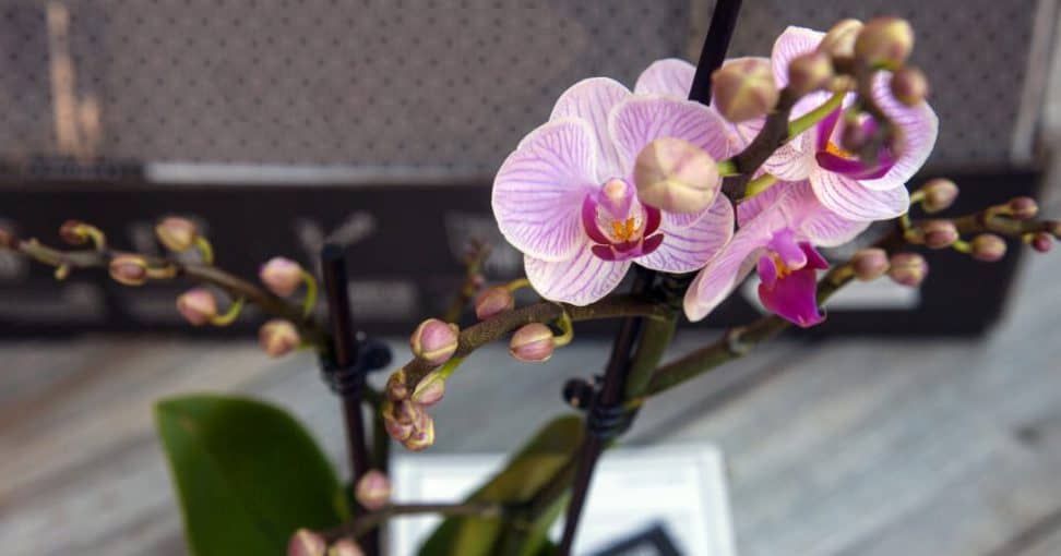 Zašto biste trebali kupiti orhideje za Dan zaljubljenih