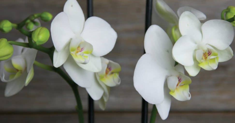 Značenje i simbolika orhideja