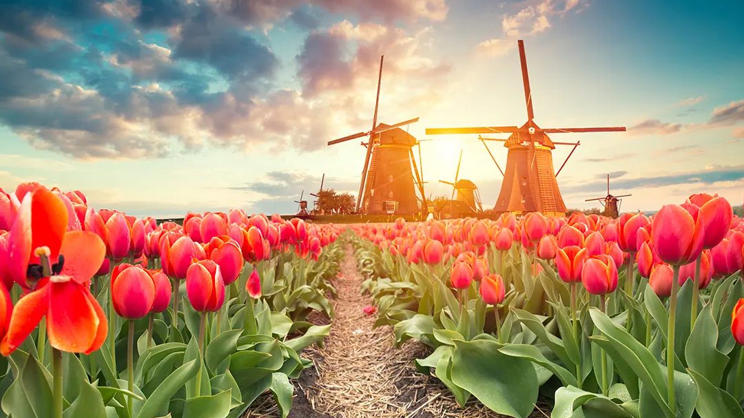 Bloom Voiage! 8 najboljih mesta na svetu gde možete videti cveće