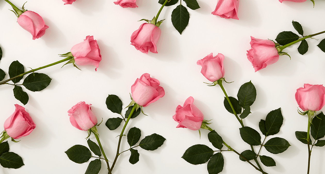 Istorija i značenje ružičastih ruža