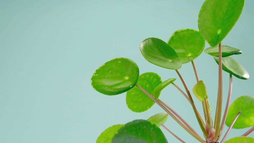 neverovatnih upotreba i prednosti biljaka Pilea peperomioides