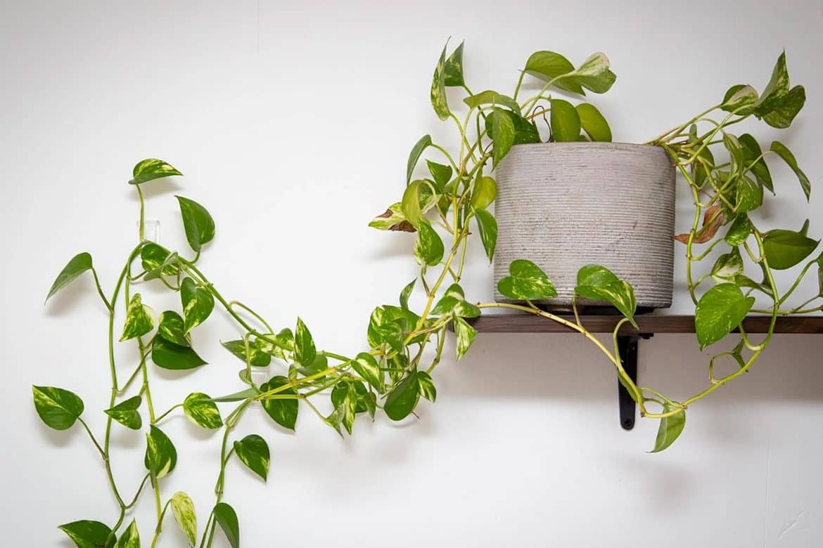 10 uobičajenih razloga zbog kojih biljke pothosa opadaju lišće