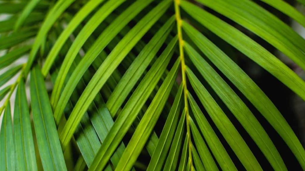 neverovatnih upotreba i prednosti Areca Palms