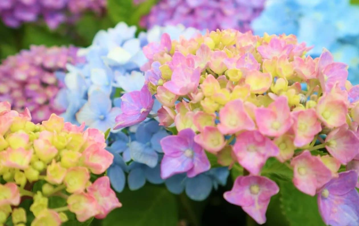 7 popularnih vrsta hortenzije koje treba uzeti u obzir za vašu letnju baštu