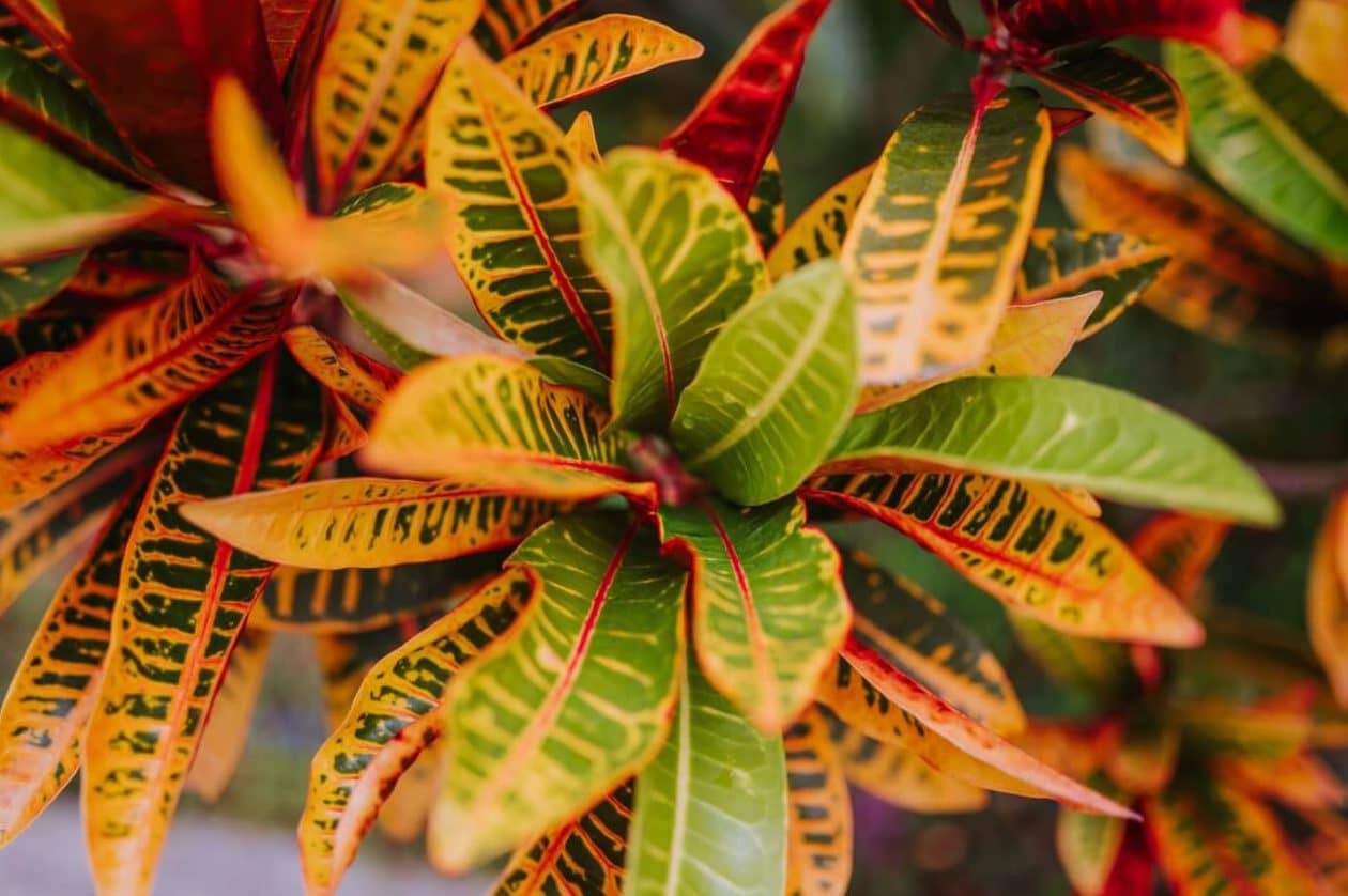 8 uobičajenih razloga zbog kojih vaša biljka Croton opada lišće