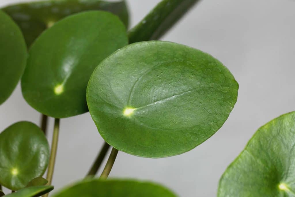 uobičajenih štetočina i bolesti Pilea peperomioides i kako se nositi s njima