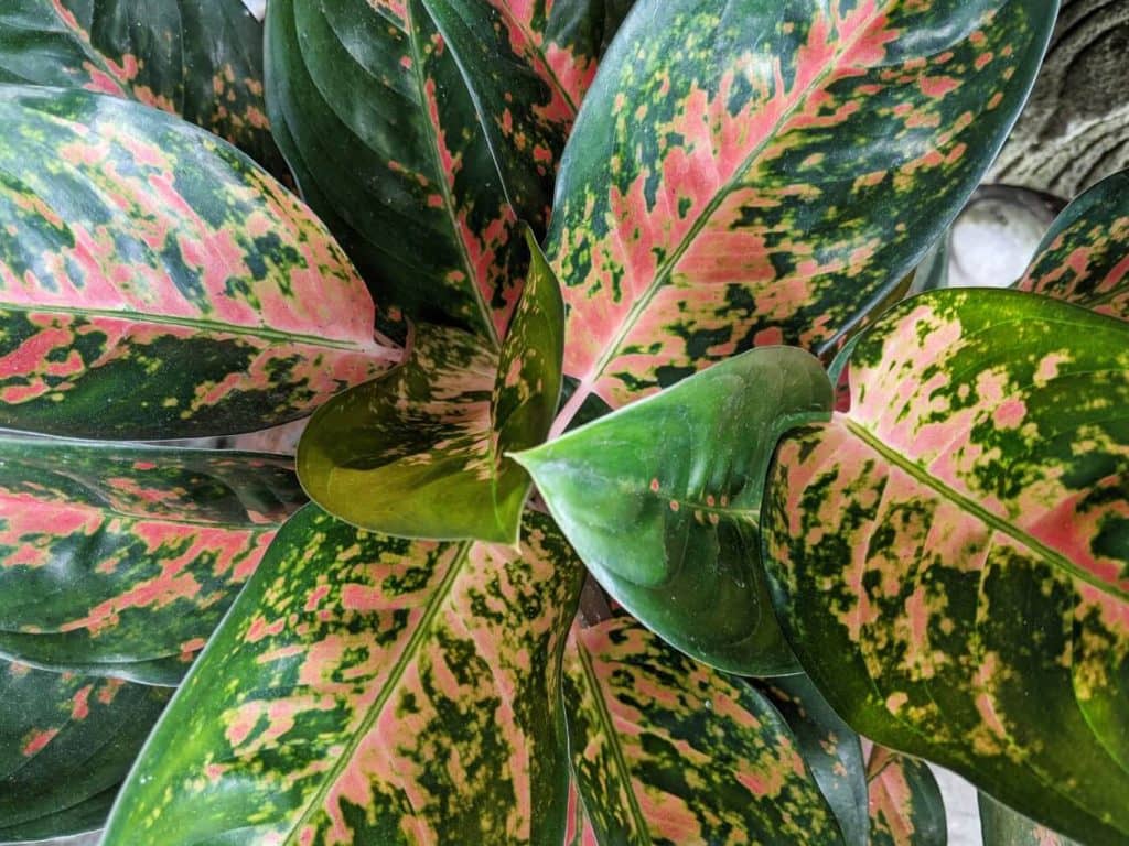 neverovatnih upotreba i prednosti biljaka Aglaonema