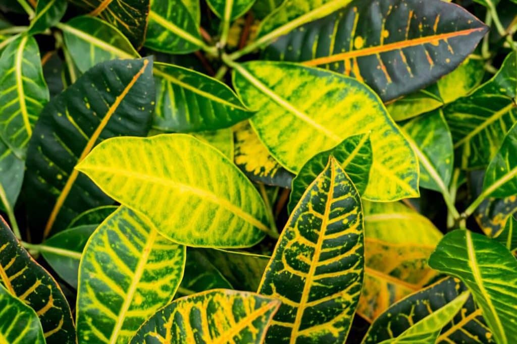 neverovatnih upotreba i prednosti biljaka Croton