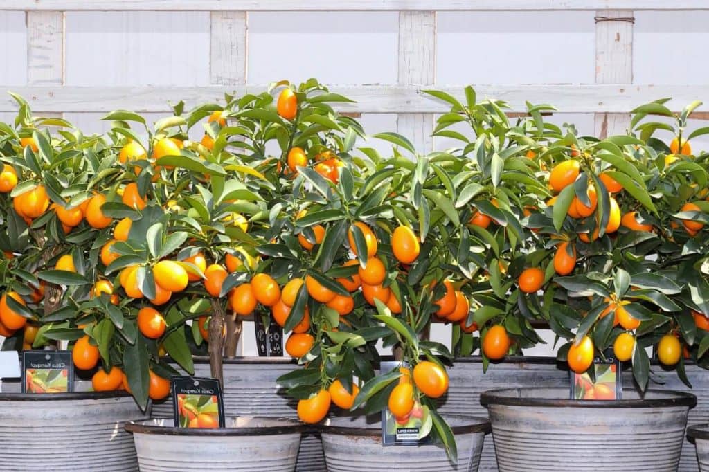 neverovatnih upotreba i prednosti stabala citrusa u zatvorenom prostoru