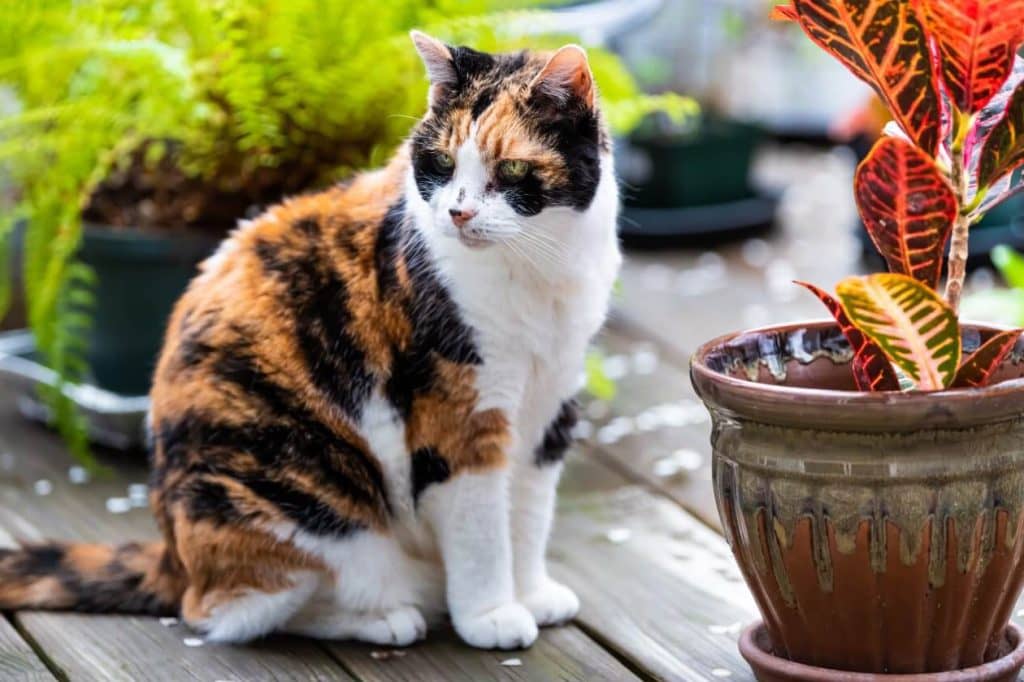 Da li su biljke Croton pogodne za kućne ljubimce Osnovni vodič