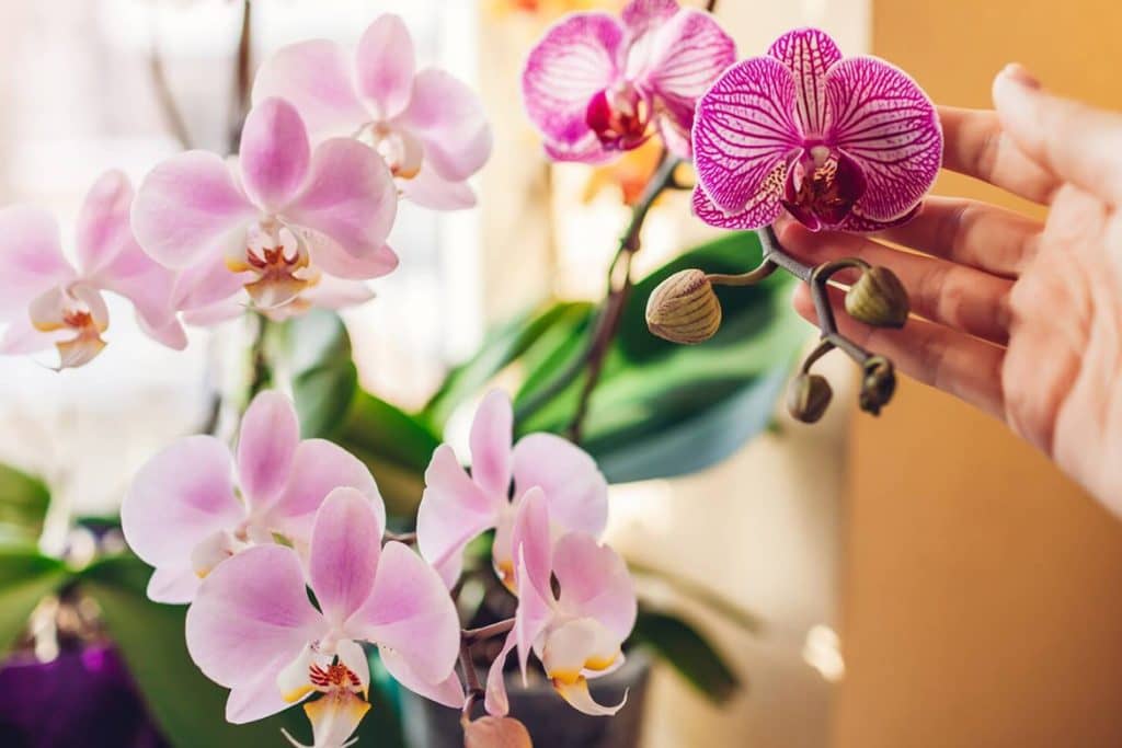 Gde postaviti orhideje u kući