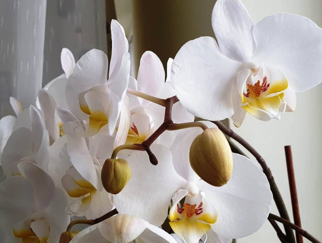 Kada i kako zalijevati orhideje osnovni vodič