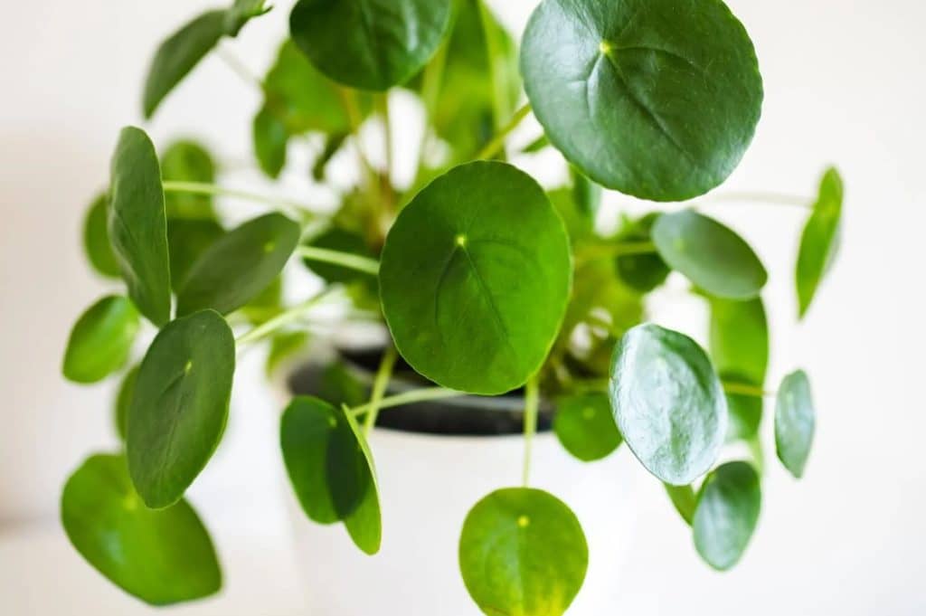 Kako uspešno presaditi biljku Pilea peperomioides