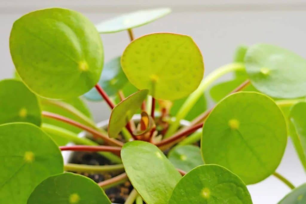 Pilea peperomioides Značenje i simbolika