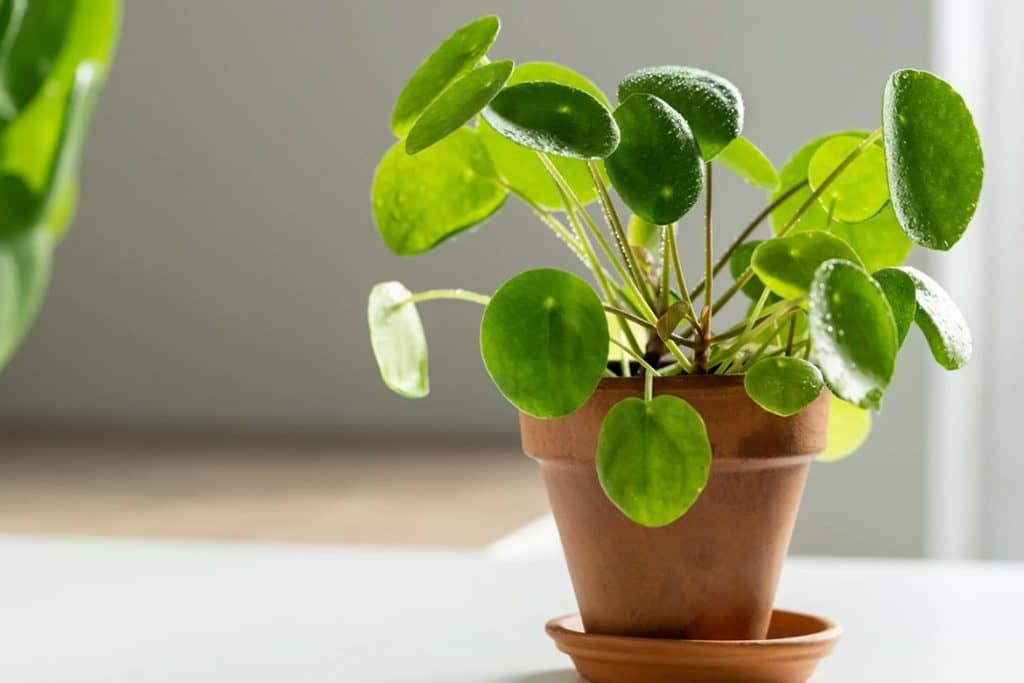 Pilea peperomioides kineska biljka novca svetlosni zahtevi