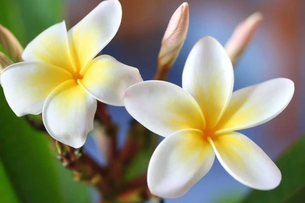 Ultimativni vodič za Frangipani Plumeria značenje i simbolizam