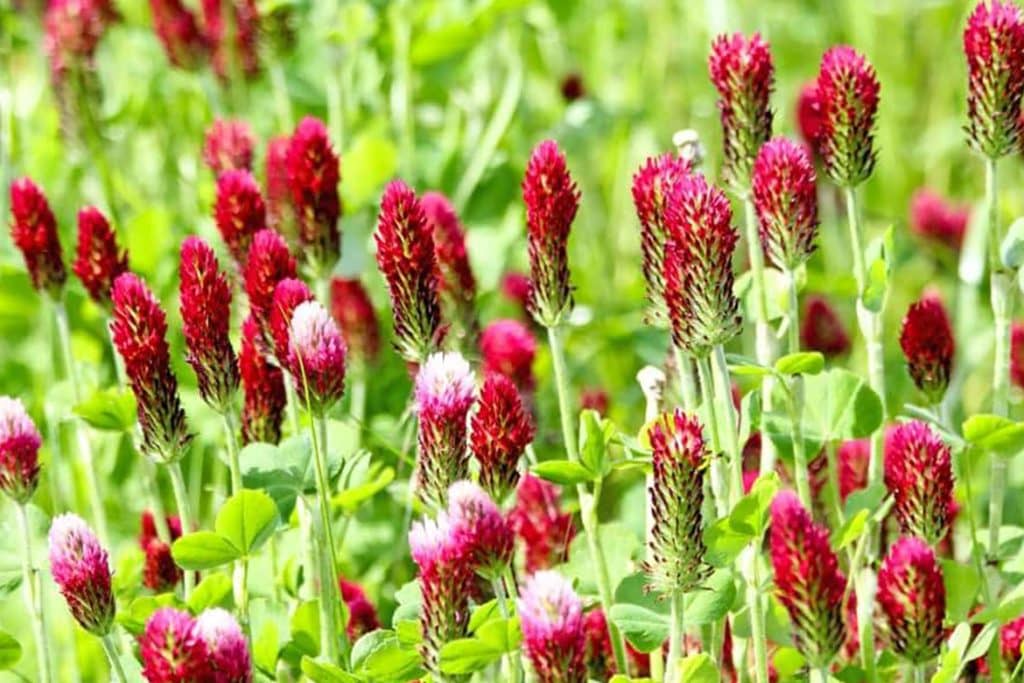 Ultimativni vodič za cveće deteline Trifolium