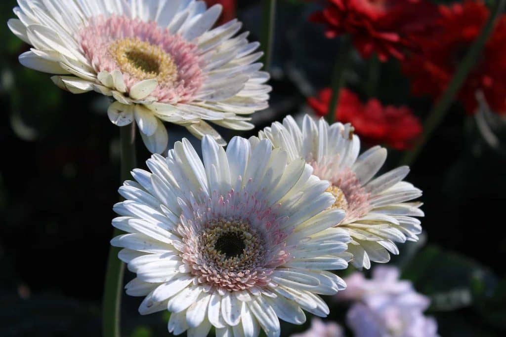 Ultimativni vodič za gerbera tratinčice značenje i simbolizam