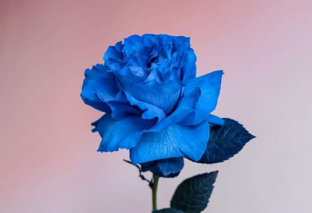 Ultimativni vodič za značenje i simbolizam Plave ruže