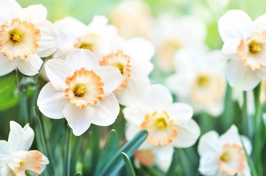 Ultimativni vodič za značenje i simbolizam cveta Narcisa