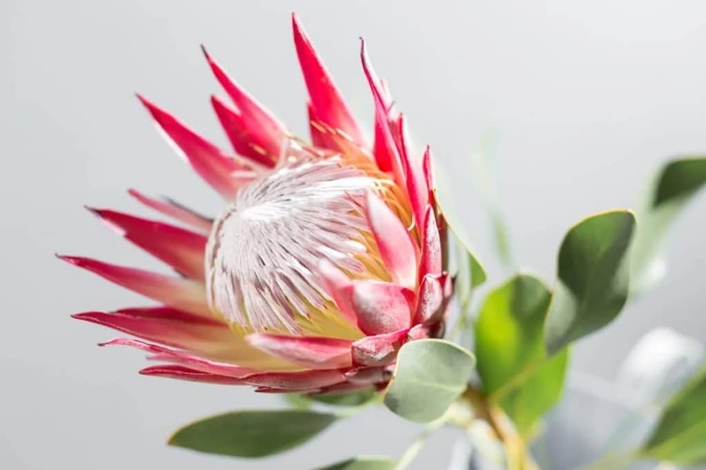 Ultimativni vodič za značenje i simbolizam cveta Protea
