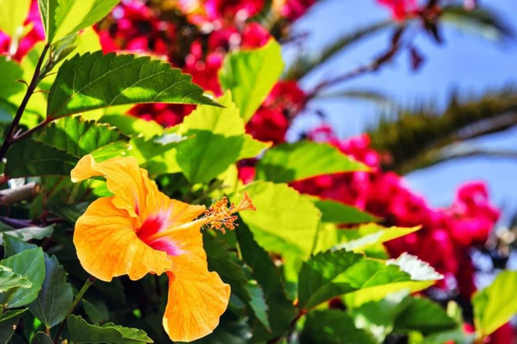 Ultimativni vodič za značenje i simbolizam cveta hibiskusa