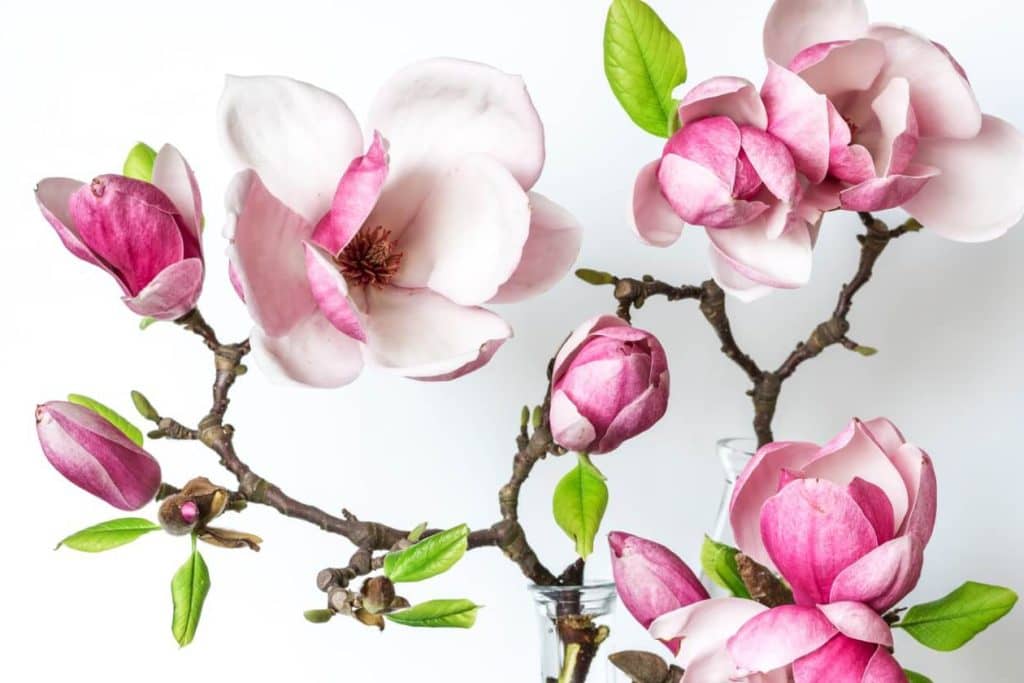 Ultimativni vodič za značenje i simbolizam cveta magnolije