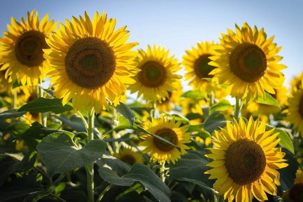 Ultimativni vodič za značenje i simbolizam suncokreta