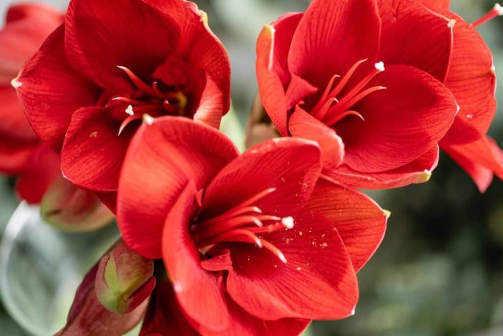 Značenje cveta amarilisa na jeziku cveća