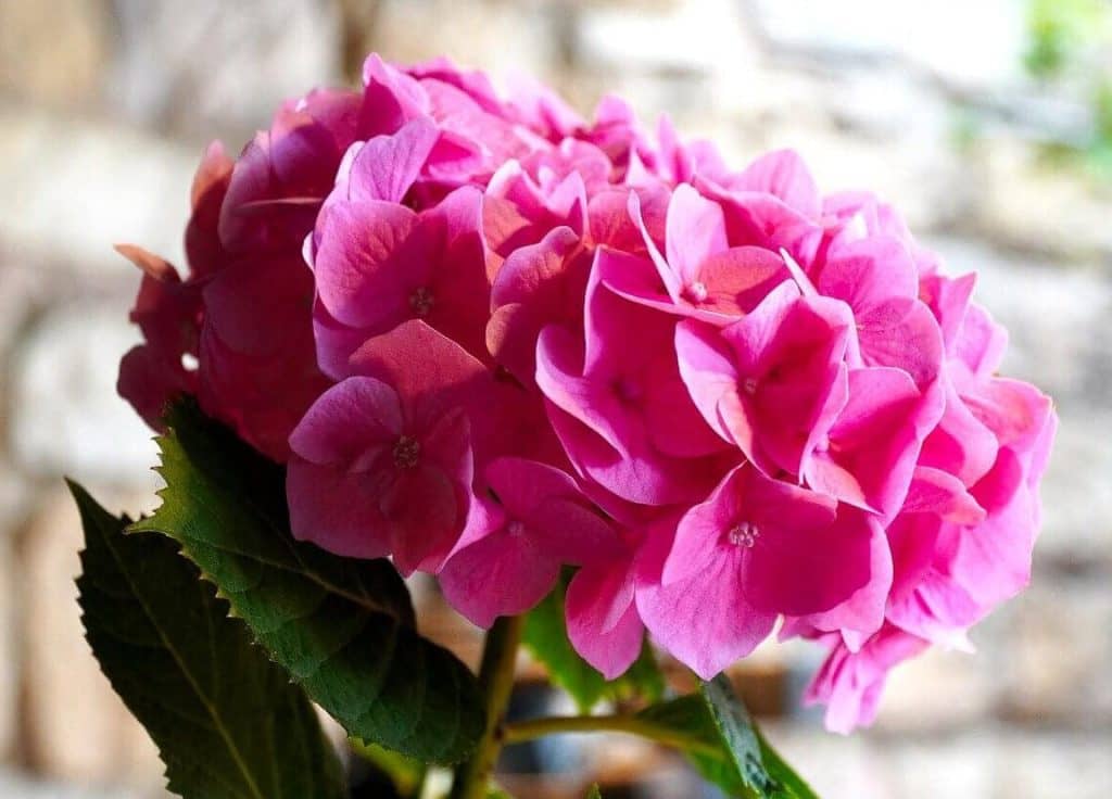 Značenje i simbolika cveta hortenzije po boji