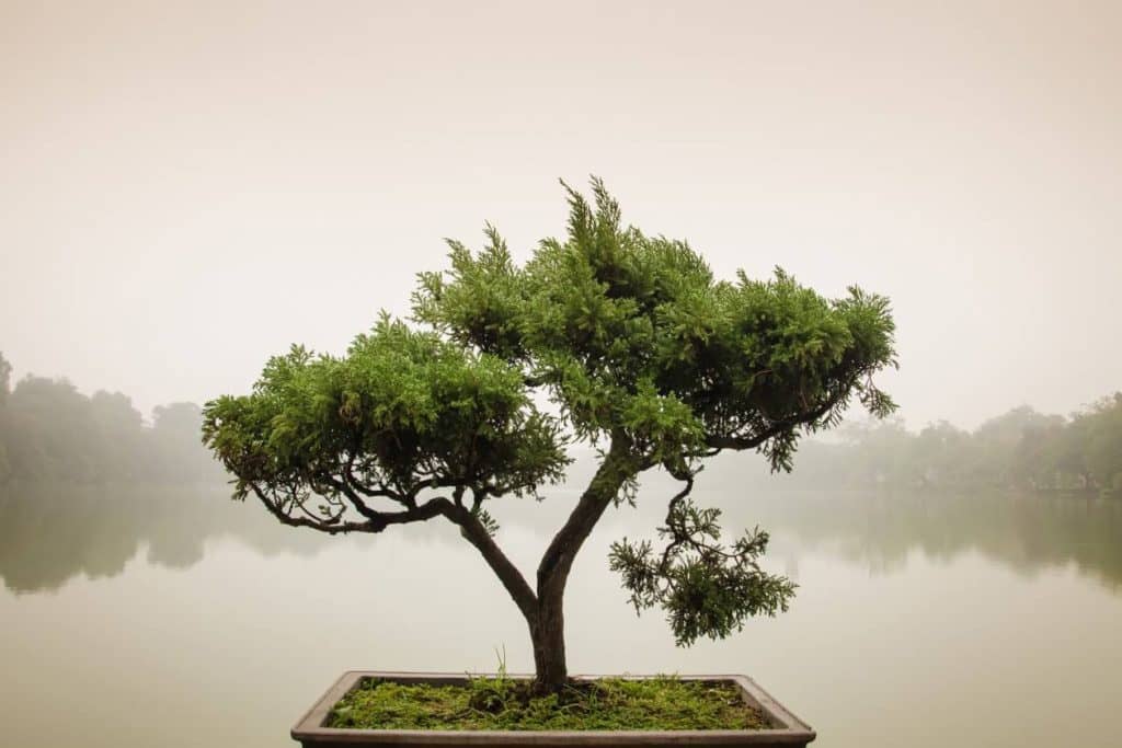 Značenje simbolizam i popularnih vrsta bonsai drveta
