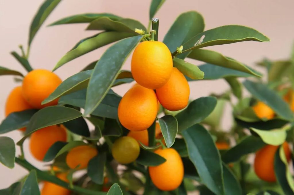 najboljih vrsta drveća citrusa koje možete uzgajati u zatvorenom prostoru