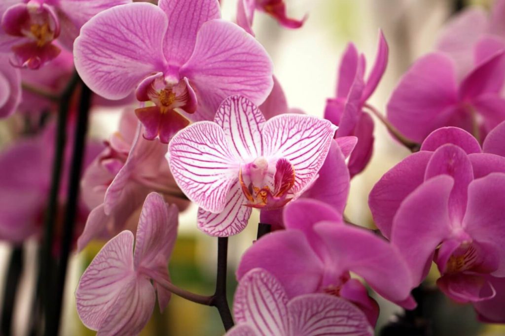 neverovatnih upotreba i prednosti biljaka orhideja