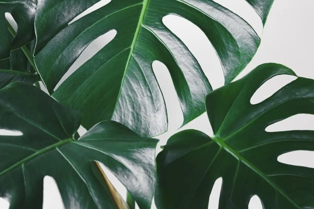 neverovatnih upotreba i prednosti biljaka Monstera
