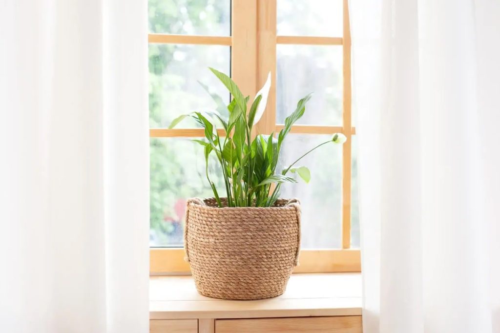 najboljih biljaka za prozore okrenute prema istoku