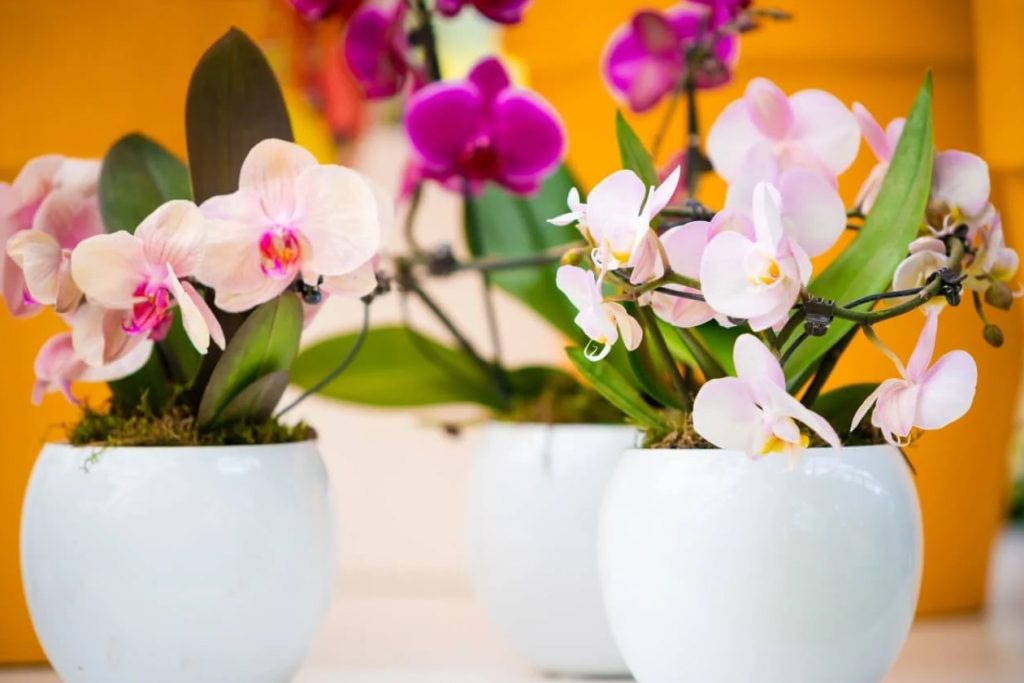 uobičajenih buba štetočina i bolesti u biljkama orhideja