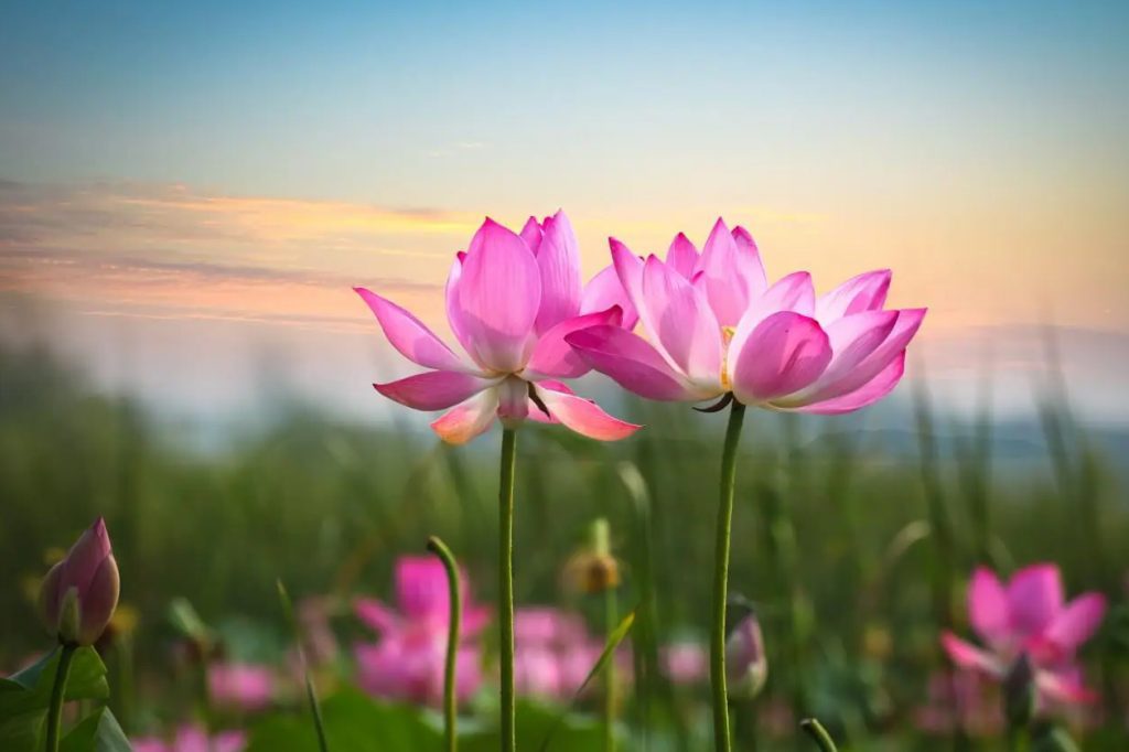 Duhovno značenje cvetova lotosa