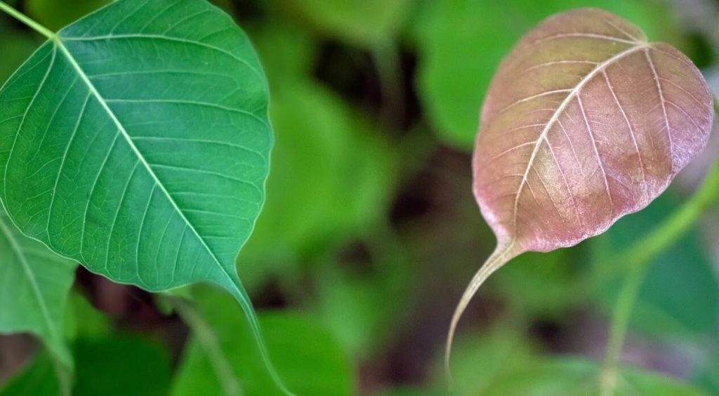 Ficus Audrei Tolerancije temperature i vlažnosti